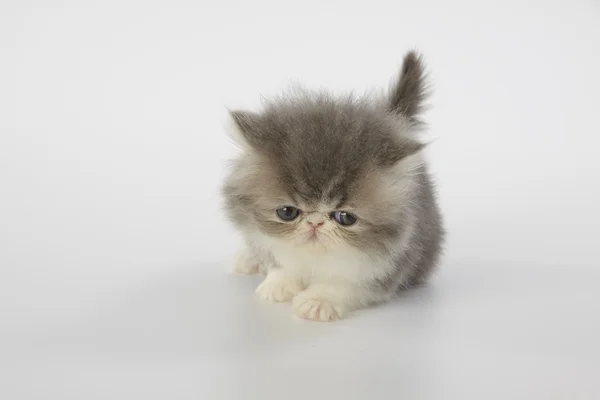 Azul e branco gato persa gatinho no fundo branco — Fotografia de Stock