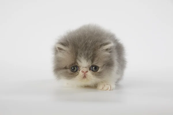 Gatto gattino persiano blu e bianco su sfondo bianco — Foto Stock