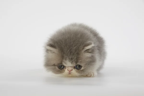 Gatto gattino persiano blu e bianco su sfondo bianco — Foto Stock