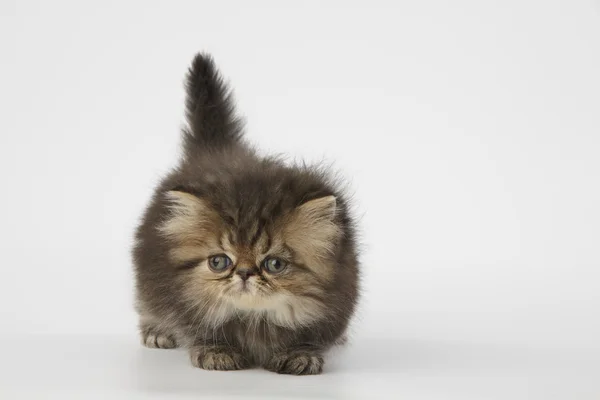 Braunes persisches Kätzchen auf weißem Hintergrund — Stockfoto