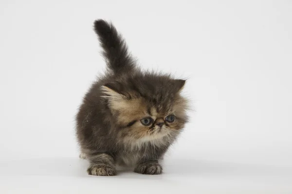 Gattino persiano marrone su sfondo bianco — Foto Stock