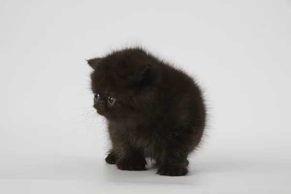 Beyaz arka planda siyah Farsça egzotik stenografi kedi kedi