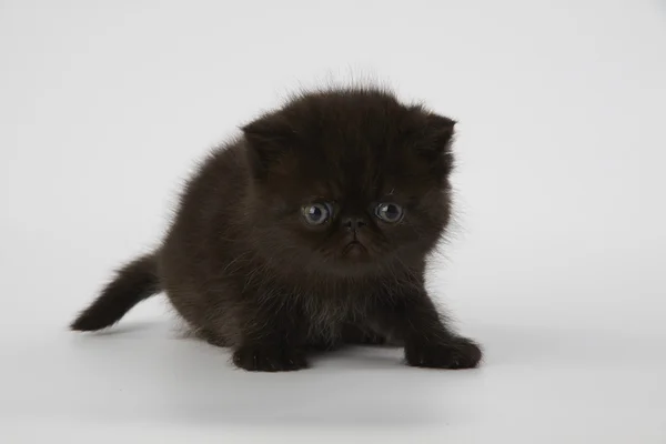 Preto persa exótico shorthair gatinho no fundo branco — Fotografia de Stock