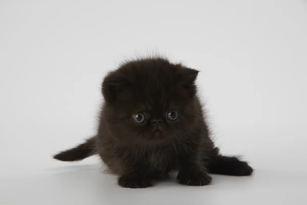 Preto persa exótico shorthair gatinho no fundo branco — Fotografia de Stock