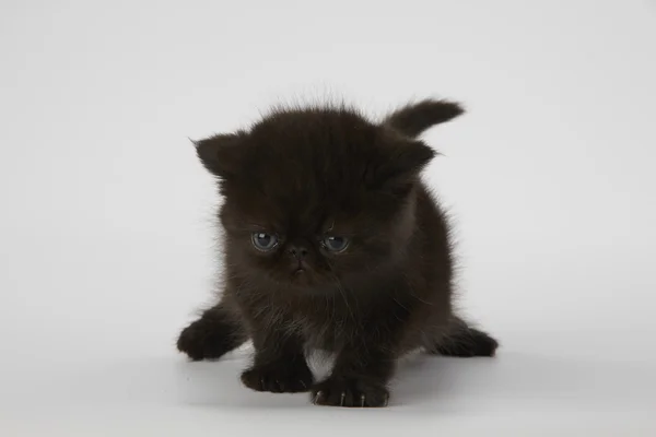 Schwarze persisch exotische Kurzhaarkatze auf weißem Hintergrund — Stockfoto