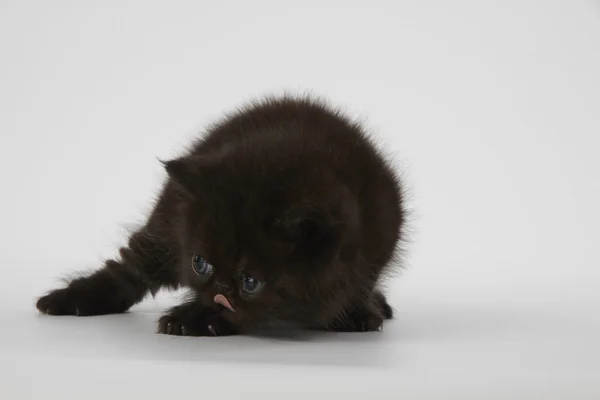 Preto persa exótico shorthair gatinho no fundo branco — Fotografia de Stock