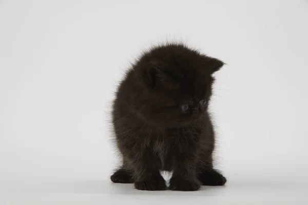 Negro persa exótico taquigrafía gatito gato en blanco fondo — Foto de Stock