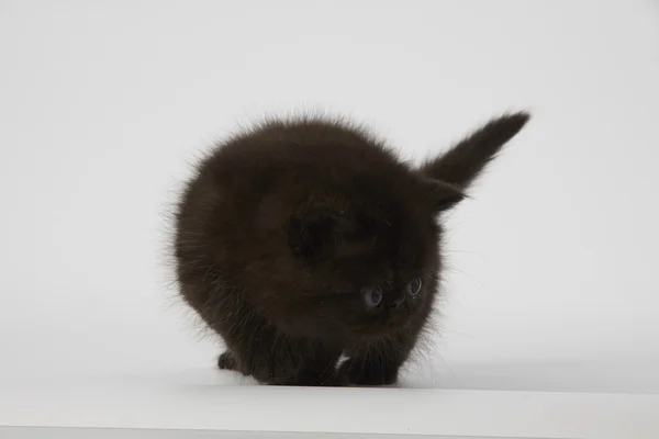 Beyaz arka planda siyah Farsça egzotik stenografi kedi kedi