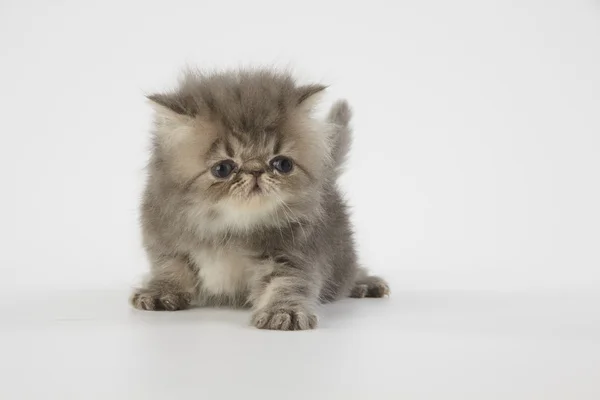 Blue and white persian kitten cat on white background — Stock Photo, Image