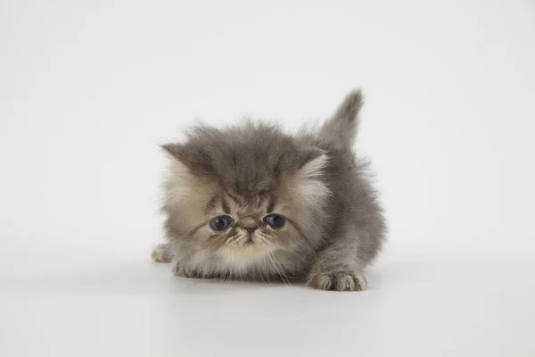 Azul e branco gato persa gatinho no fundo branco — Fotografia de Stock