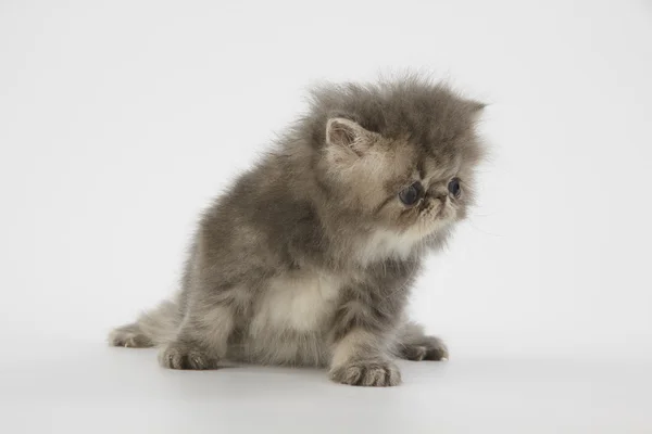 Blau und weiß persisches Kätzchen Katze auf weißem Hintergrund — Stockfoto