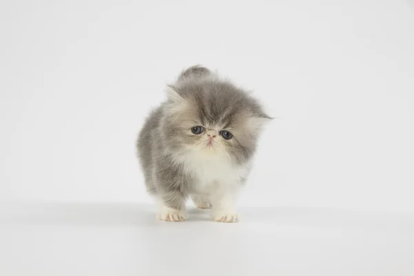 Blau und weiß persisches Kätzchen Katze auf weißem Hintergrund — Stockfoto