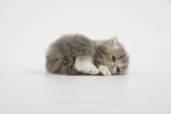 Azul e branco gato persa gatinho no fundo branco — Fotografia de Stock