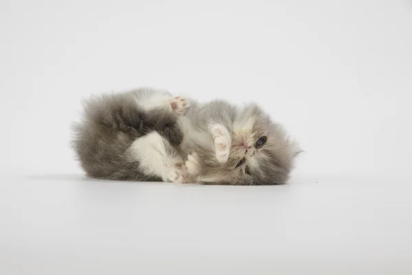 Azul e branco gato persa gatinho no fundo branco — Fotografia de Stock