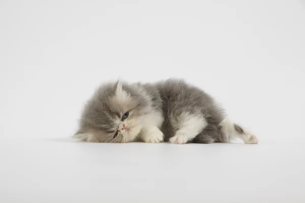 Azul e branco gato persa gatinho no fundo branco — Fotografia de Stock