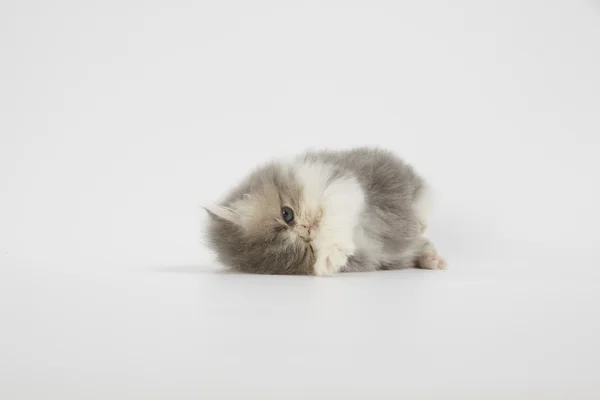 Azul e branco gato persa gatinho no fundo branco — Fotografia de Stock