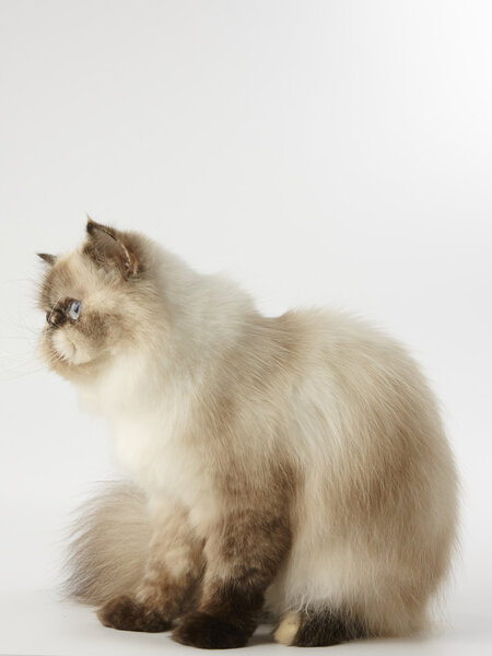 seal point himalayan persian cat on white background