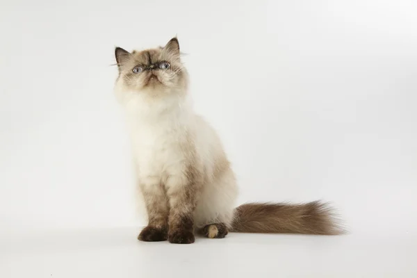 Seal point himalayan persian cat on white background — Stock Photo, Image