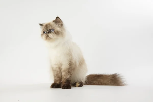noktası Himalaya Farsça kedi beyaz zemin üzerine mühür