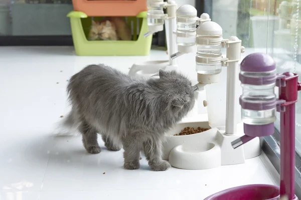 Blaue Perserkatze trinkt Wasser aus Wasserspender lizenzfreie Stockfotos