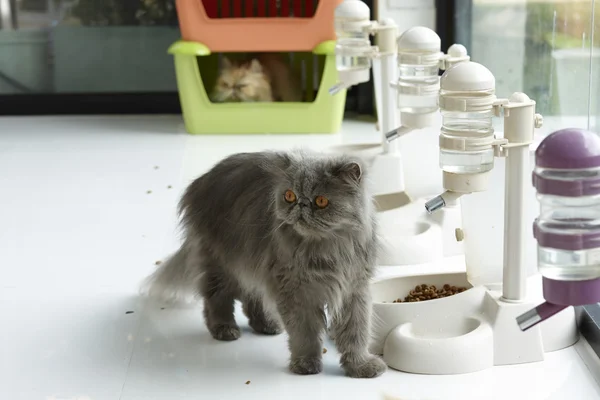 Blauwe Perzische kat permanent naast voedsel/water dispenser Stockfoto