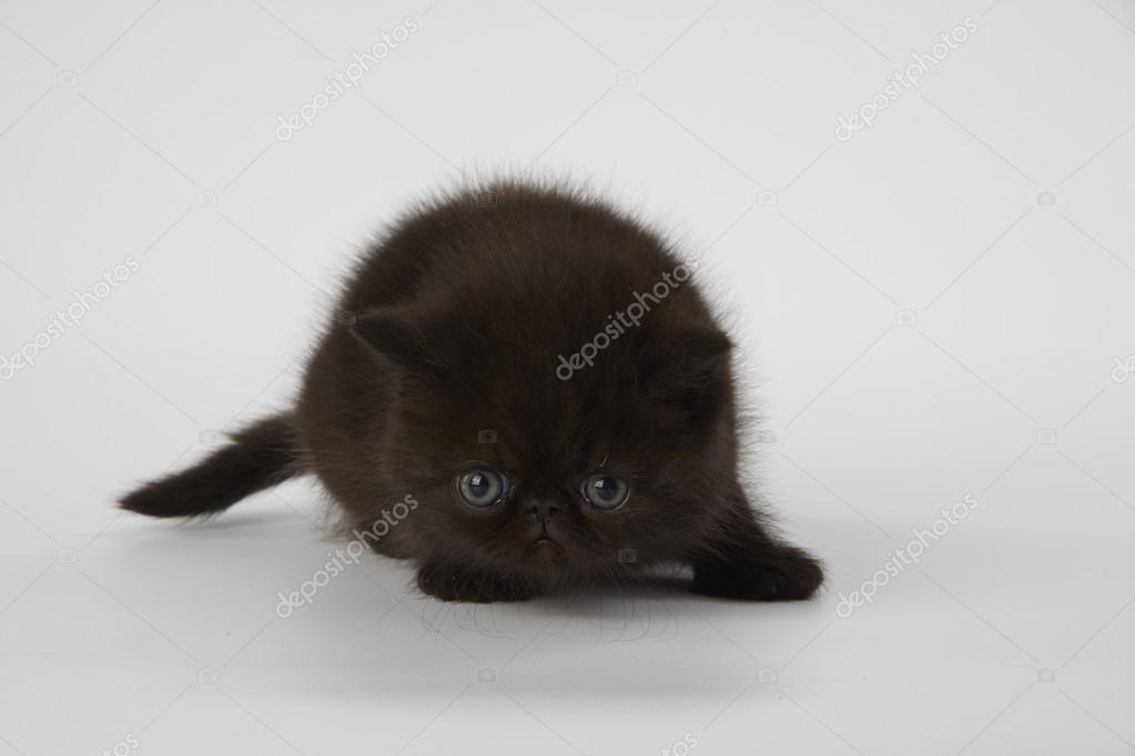 Black Tabby Persian Cat Black Persian Exotic Shorthair Kitten