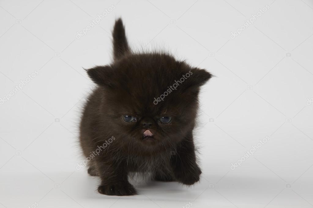 Black Persian Exotic Shorthair Kitten Cat On White Background