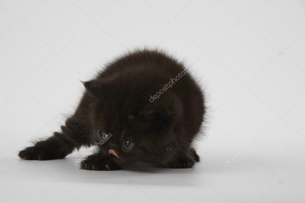 Black Exotic Shorthair Kitten Black Persian Exotic Shorthair
