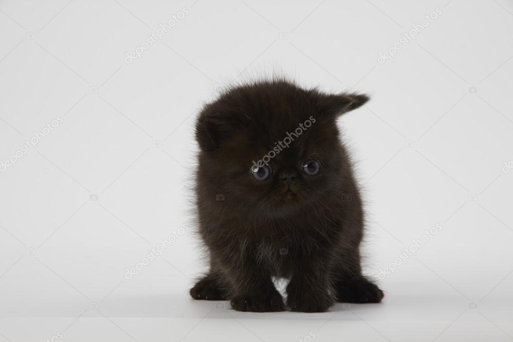 Black Persian Exotic Shorthair Kitten Cat On White Background