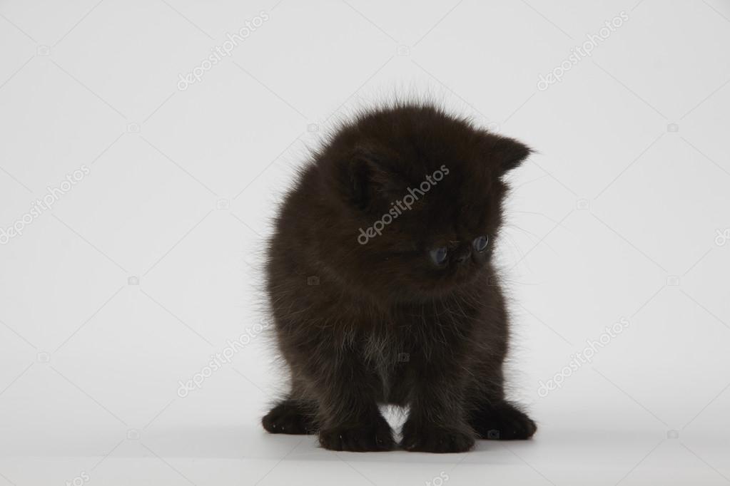 Black Persian Exotic Shorthair Kitten Cat On White Background