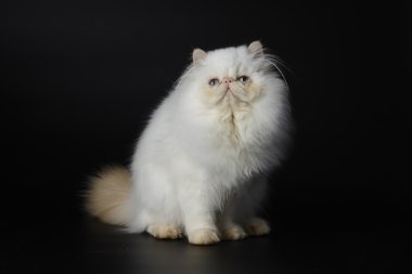 Siyah zemin üzerine kırmızı nokta Himalaya Farsça kedi