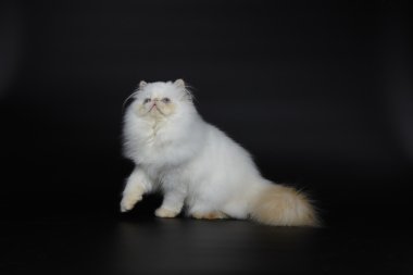 Siyah zemin üzerine kırmızı nokta Himalaya Farsça kedi