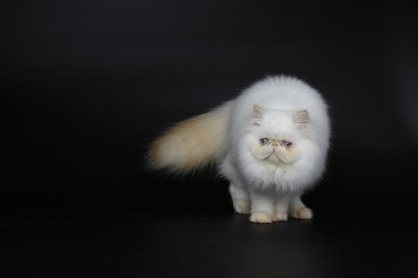Siyah zemin üzerine kırmızı nokta Himalaya Farsça kedi