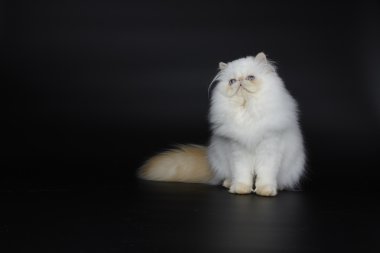 Siyah zemin üzerine kırmızı nokta Himalaya Farsça kedi