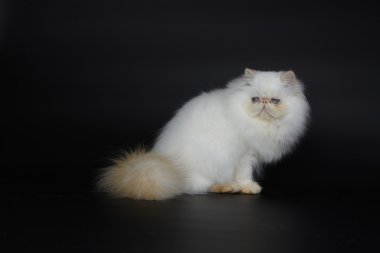 Siyah zemin üzerine kırmızı nokta Himalaya Farsça kedi