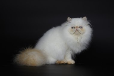Siyah zemin üzerine kırmızı nokta Himalaya Farsça kedi