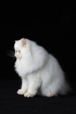 Siyah zemin üzerine kırmızı nokta Himalaya Farsça kedi