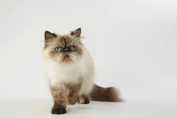 noktası Himalaya Farsça kedi beyaz zemin üzerine mühür