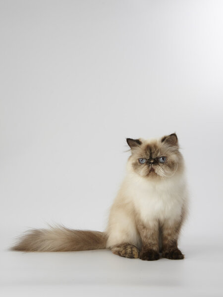 seal point himalayan persian cat on white background