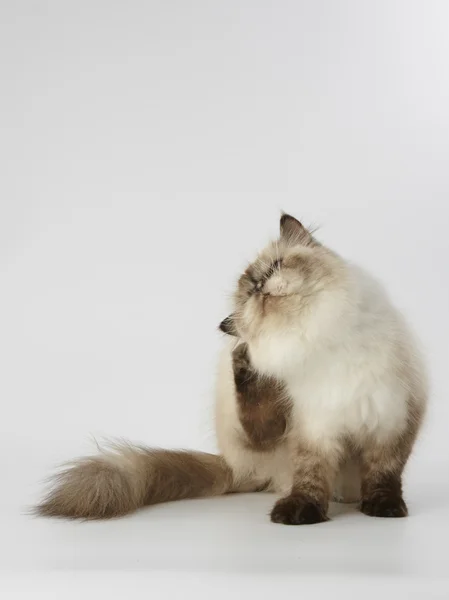 Zegel van punt Himalaya Perzische kat op witte achtergrond — Stockfoto