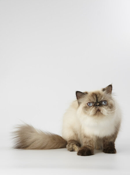 seal point himalayan persian cat on white background