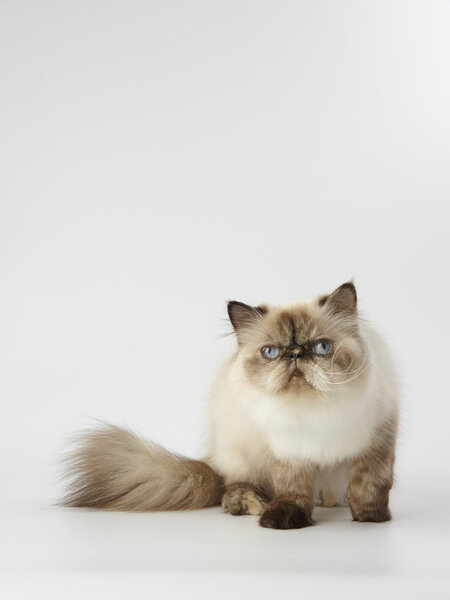 seal point himalayan persian cat on white background