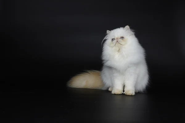 Siyah zemin üzerine kırmızı nokta Himalaya Farsça kedi