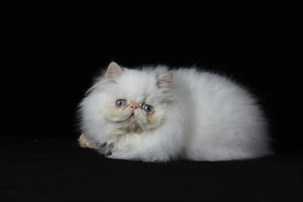 Siyah zemin üzerine kırmızı nokta Himalaya Farsça kedi