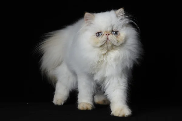 Red Point Himalayan persian cat on black background — Stock Photo, Image