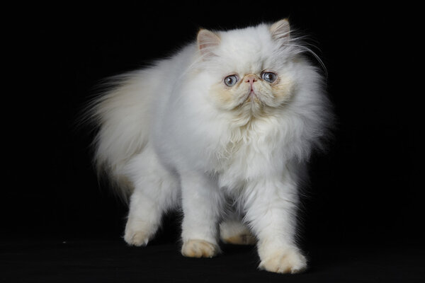 Red Point Himalayan persian cat on black background
