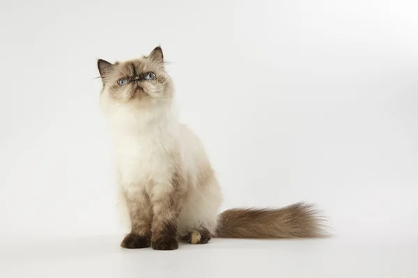 Seal point himalayan persian cat auf weißem Hintergrund lizenzfreie Stockbilder