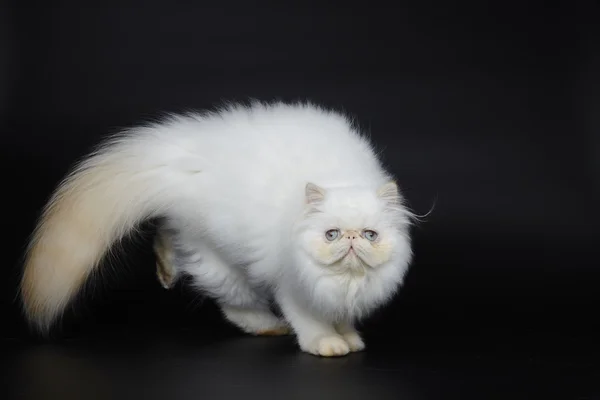 Red point himalayan persian cat auf schwarzem Hintergrund Stockbild