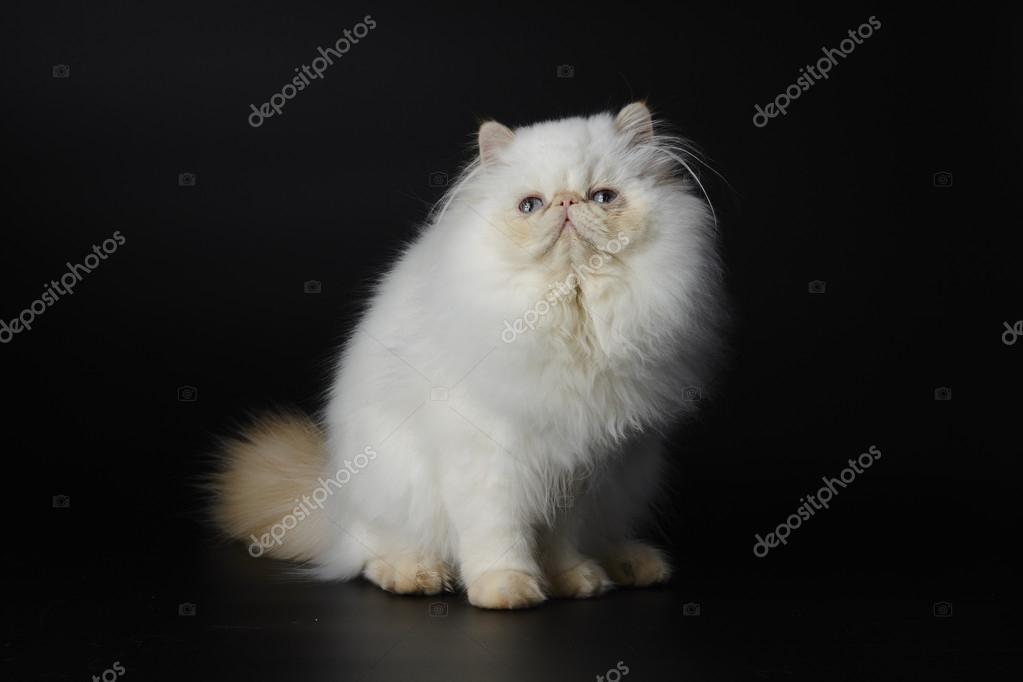 Red Point Himalayan Persian Cat On Black Background Stock Photo Image By C Imzoodesign Red Point Himalayan Persian Cat On Black Background Stock Photo Image By C Imzoodesign