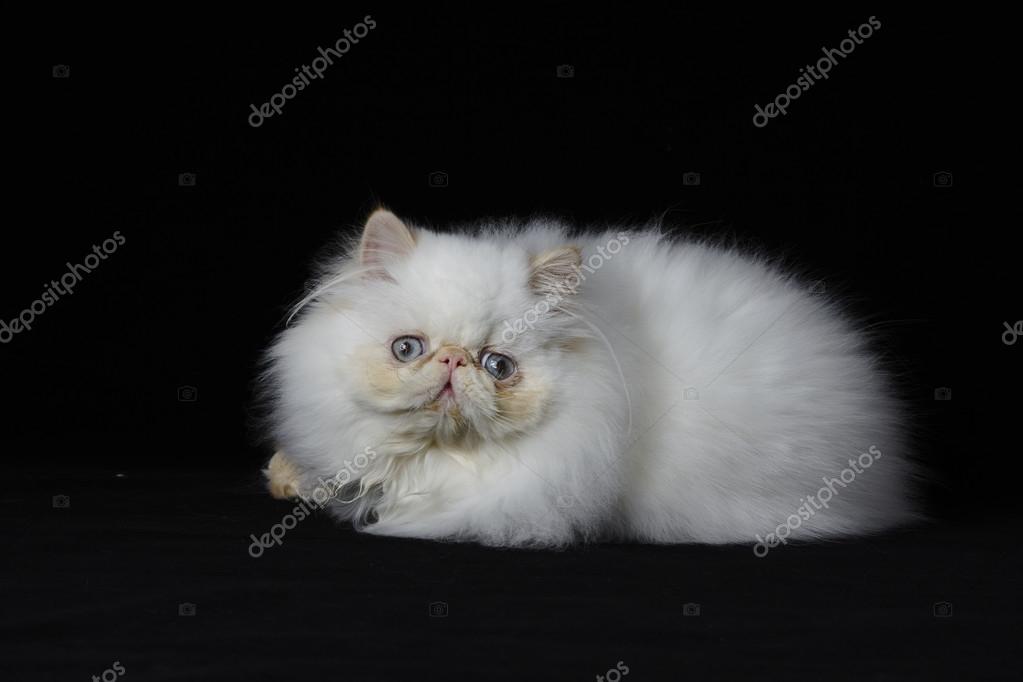 Red Point Himalayan Persian Cat On Black Background Stock Photo Image By C Imzoodesign Red Point Himalayan Persian Cat On Black Background Stock Photo Image By C Imzoodesign
